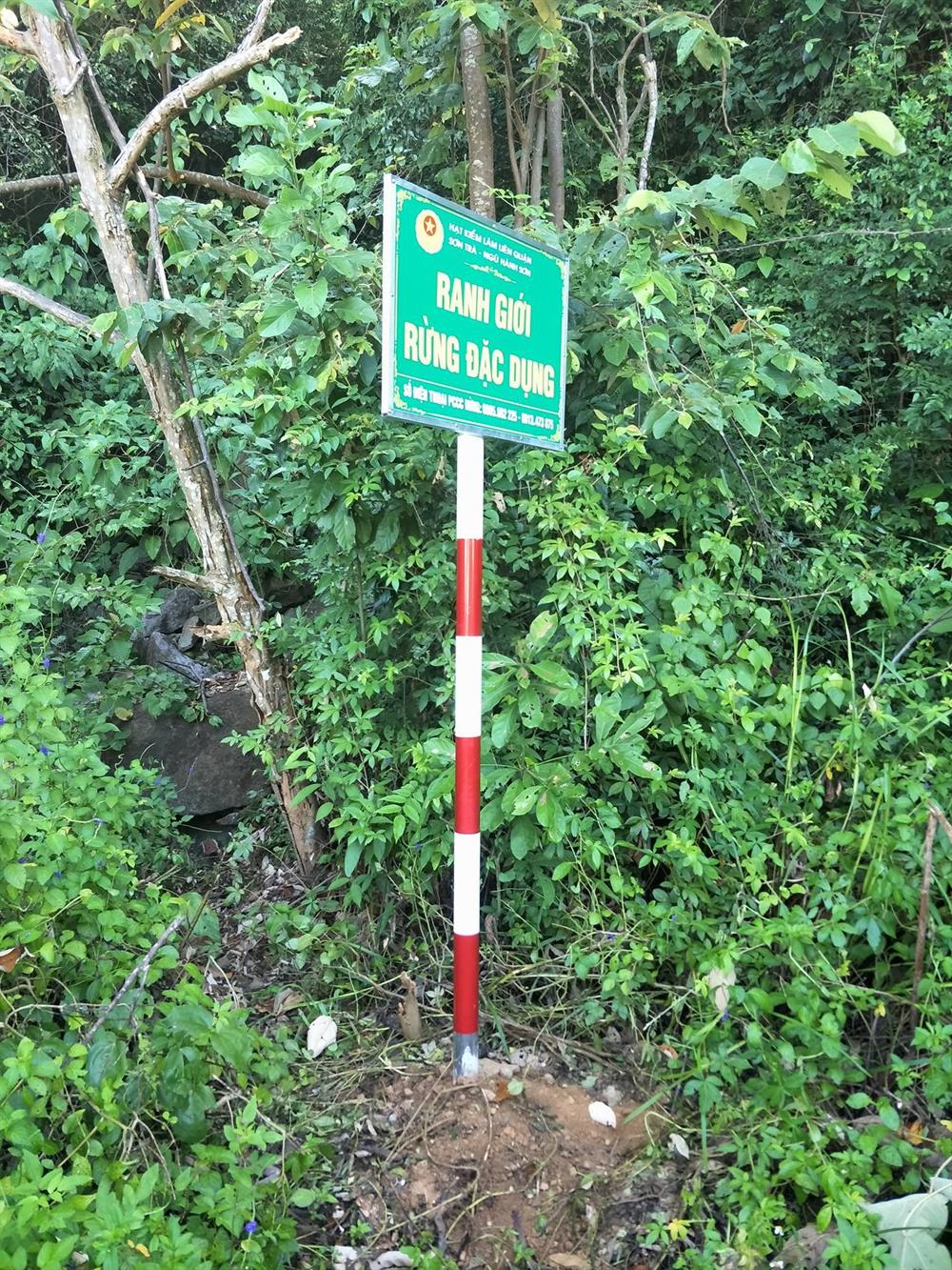 Bảng xác định khu vực Rừng Đặc dụng Sơn Trà mới được thực hiện trong vài ngày vừa qua / ảnh Lê Phước Chín