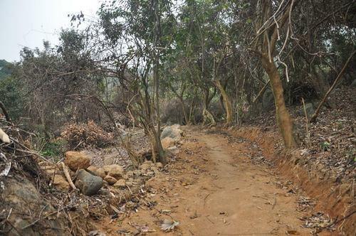 Rừng cấm Sơn Trà vẫn hằn vết cày ủi mở đường, khai thác gỗ (6.2016) 