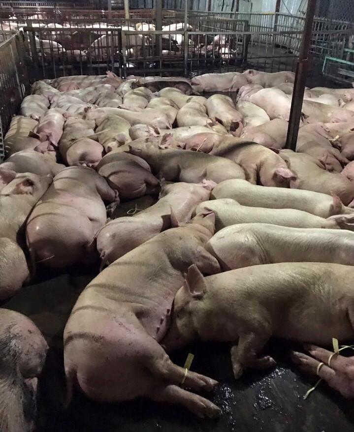 Trên 5.200 con lợn bị bơm thuốc an thần nằm la liệt, bất động chờ bị giết mổ bán ra chợ cho người tiêu dùng. Ảnh: Kh.L
