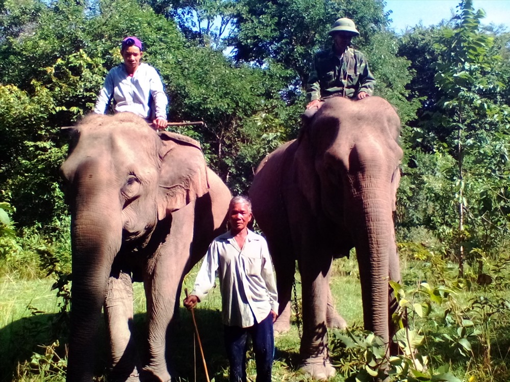 Voi Ban Nang (bên trái -PV) và voi “bảo mẫu” vài tháng trước khi sinh. Ảnh: P.V