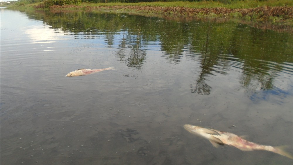 Hai con cá mè lớn nổi trên mặt hồ nước Chè. Ảnh: HT.