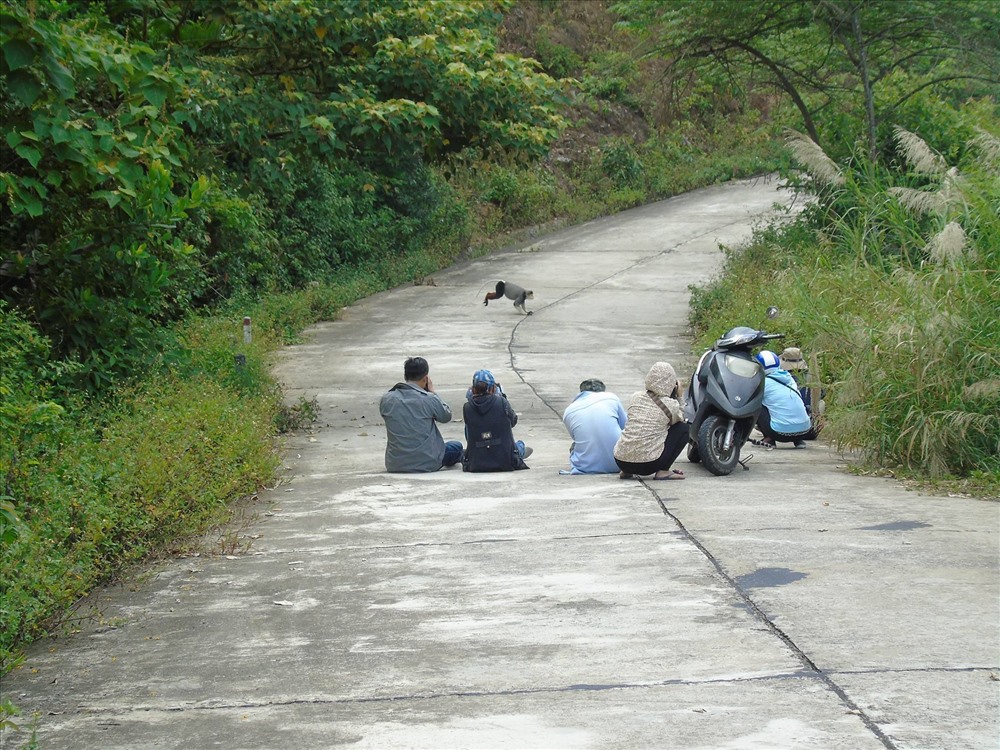 Hàng ngày, hàng chục tay máy thường trực ở Khu BTTN Sơn Trà để săn ảnh Voọc, khả năng làm biến đổi tập quán sinh hoạt của loài linh trưởng này