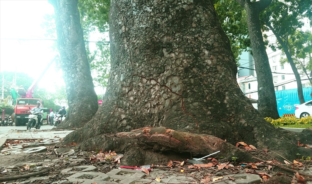Một gốc cây sọ khỉ khổng lồ trên đường Tôn Đức Thắng sáng nay. Ảnh: Trường Sơn