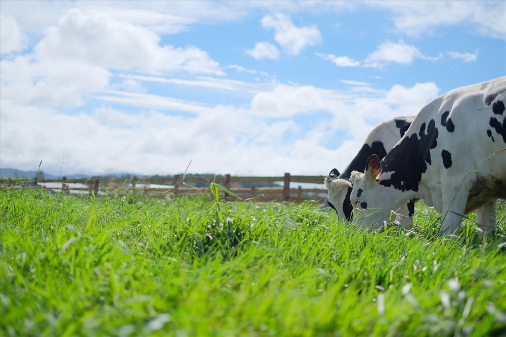 Trang trại Vinamilk Organic Đà Lạt – nơi 500 cô bò organic cho nguồn sữa 100% organic tươi ngon thuần khiết mỗi ngày