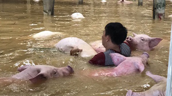 Từ sáng ngày 11/10, nhiều trang trại lợn ở Thống Nhất, Yên Định, Thanh Hóa đã bị ngập sâu. Người dân tìm mọi cách di chuyển lợn đến nơi cao hơn nhưng lực bất tòng tâm. 