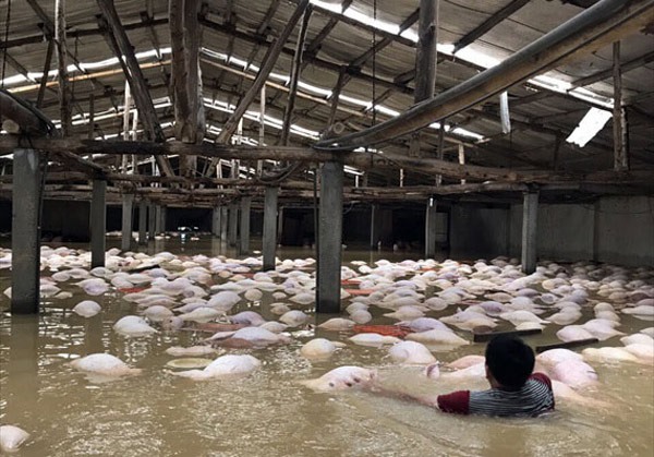 Ngày 12.10, sau 1 ngày trang trại ngập sâu, hàng ngàn con lợn chết nổi trắng chuồng. 