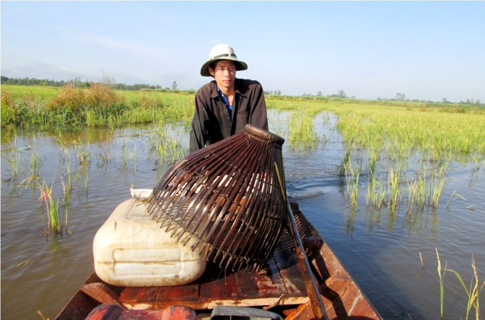 Anh Hà Minh Chiến - ngụ ấp 5, xã Hoà An, huyện Phụng Hiệp - cũng là người thường xuyên đẩy côn săn cá lóc vào mùa lũ.