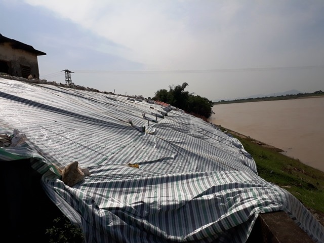 Hơn 200m đê sông Chu chạy qua xã Thọ Trường, huyện Thọ Xuân bị rạn nứt nghiêm trọng. (Ảnh: HT)