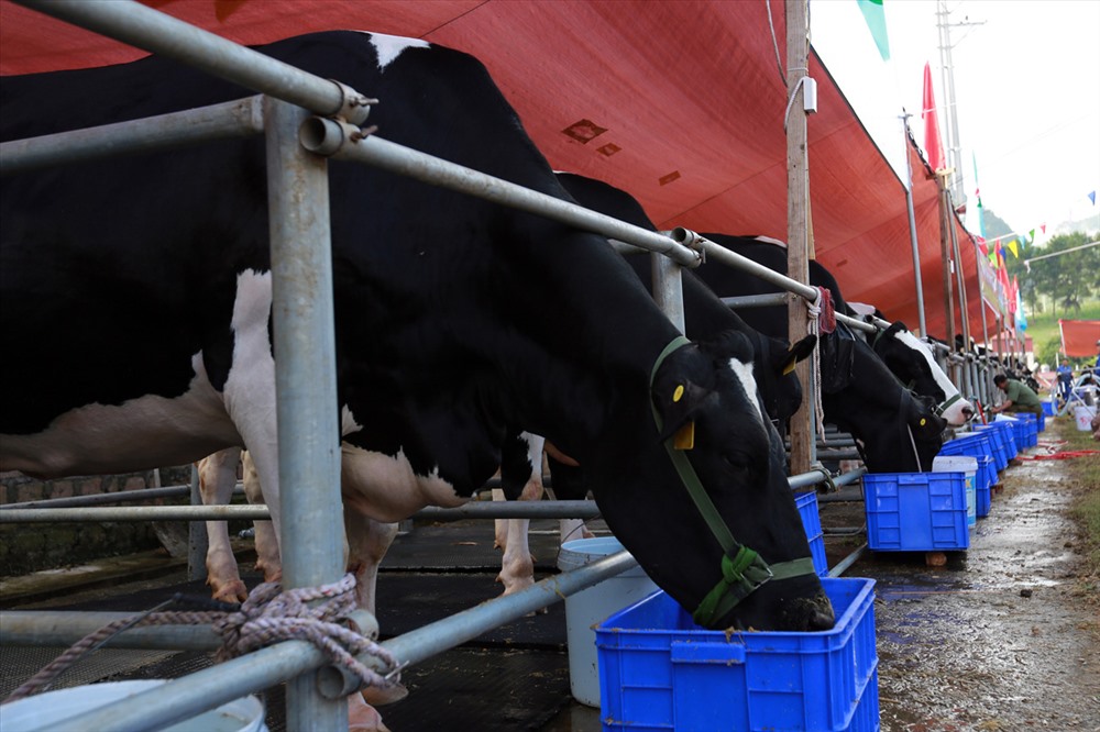 Cuộc thi năm nay chọn ra được 115 con bò, bê từ 20.000  bò bê tại hơn 600 hộ trong nhiều tháng qua. Những  “cô bò” sẽ dự thi chung kết ở 5 hạng mục tham gia là: Bò vắt sữa, Bò cạn  sữa, Bò hậu bị, Bê cai sữa và Bê ăn sữa.