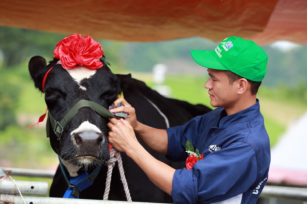 Được tổ chức từ năm 2004, Cuộc thi “Hoa hậu Bò sữa Mộc Châu” được tổ chức mỗi năm một lần vào ngày 14 và 15 tháng 10 hàng năm nhằm khuyến khích, động viên những người chăn nuôi tạo ra những dòng bò không những đẹp về ngoại hình mà còn có khả năng sản xuất cao, mang đặc trưng riêng của giống bò HF thuần chủng trên cao nguyên Mộc Châu. Nông dân Bùi Hoàn thuộc Trung tâm Giống chuyển giao kỹ thuật chăm chút cho 1 trong 4 thí sinh của Trung tâm tham gia cuộc thi năm 2017.