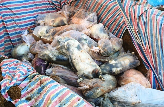 Toàn bộ số lợn chết được thu gom vào túi bóng trước khi đưa đến nơi tiêu hủy. (Ảnh: HT)