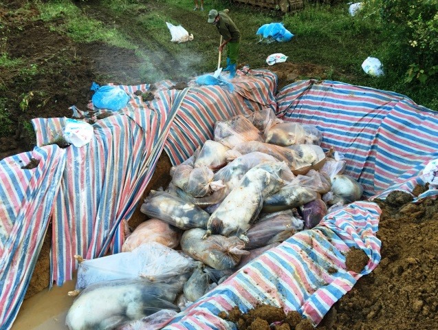 Toàn bộ số lợn chết được thu gom vào túi bóng trước khi đưa đến nơi tiêu hủy. (Ảnh: HT)