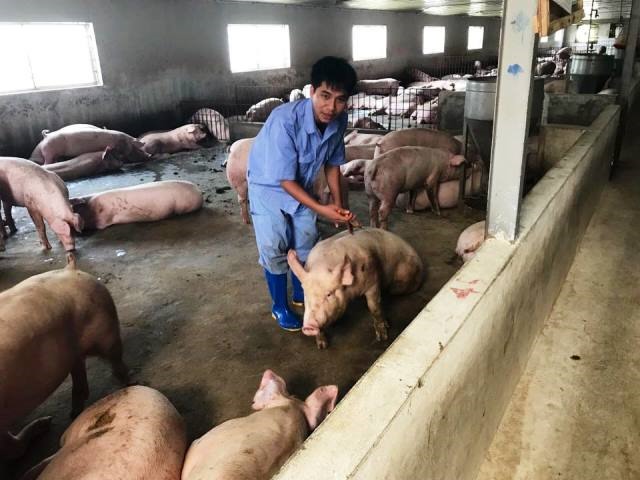 Số lợn còn lại đang bỏ ăn, ho và có dấu hiệu bị tiêu chảy. (Ảnh: HT)