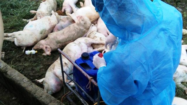 Số lợn chết được phun hóa chất trước khi tiêu hủy. (Ảnh: HT)
