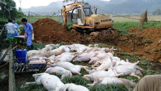 Số lợn chết được phun hóa chất trước khi tiêu hủy. (Ảnh: HT)