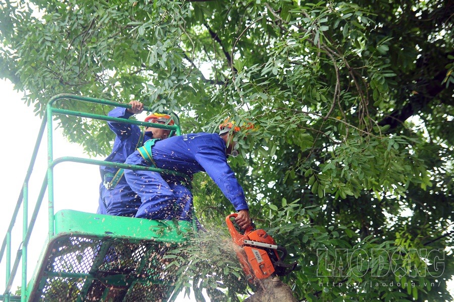 Công tác cắt tỉa hàng cây trên đường Phạm Văn Đồng tiếp tục.