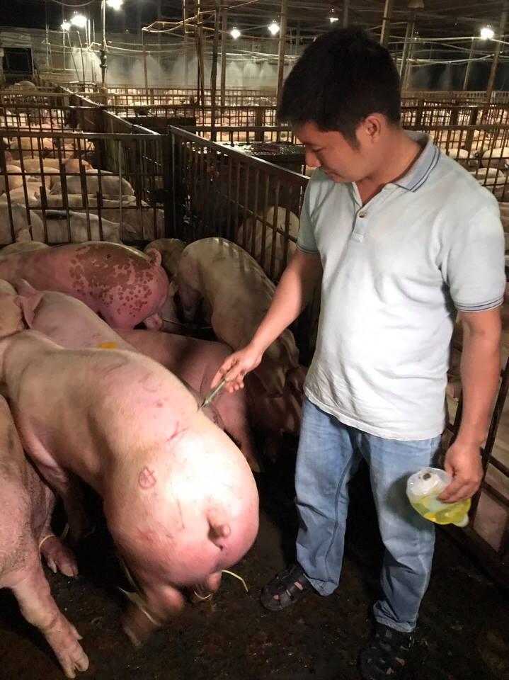 Thông tin cho rằng, quá trình tiêm thuốc an thần được thực hiện khi lùa lợn vào cơ sở giết mổ. Ảnh: Kh.L