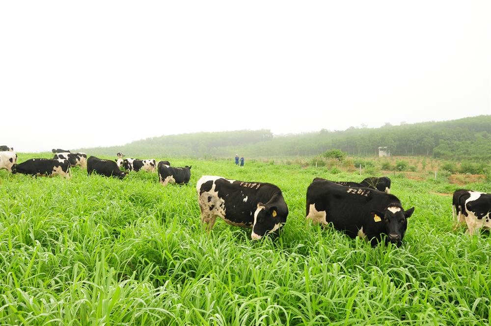 Bò sữa hữu cơ TH sẽ mang tới dòng sữa hữu cơ đẳng cấp quốc tế ngay tại Việt Nam.