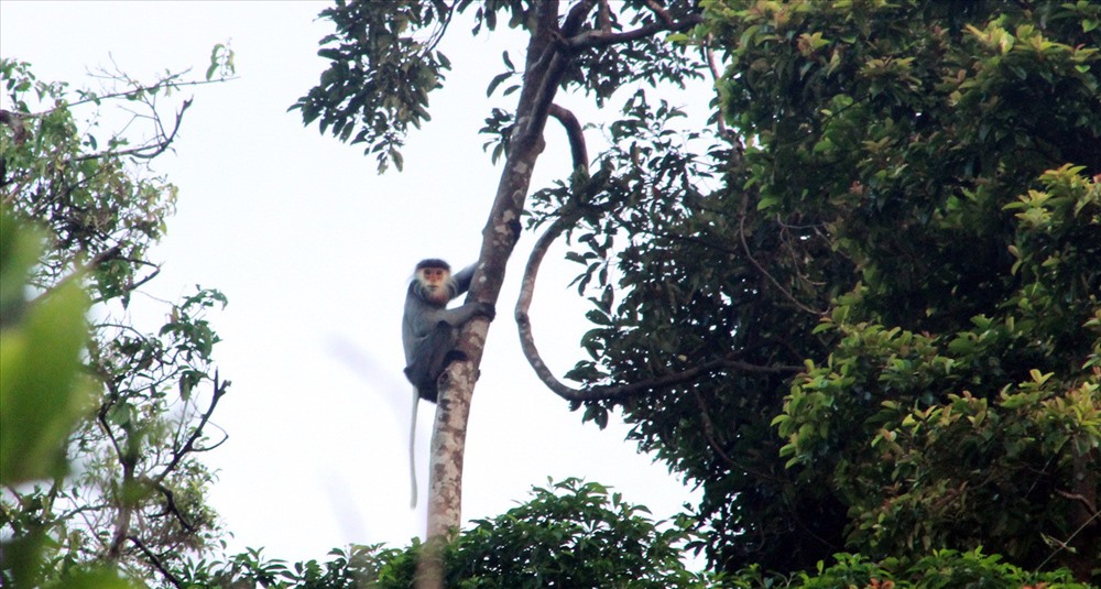 Đàn Voọc Chà vá chân xám ở Hòn Dồ, Núi Thành, Quảng Nam / ảnh WWF 