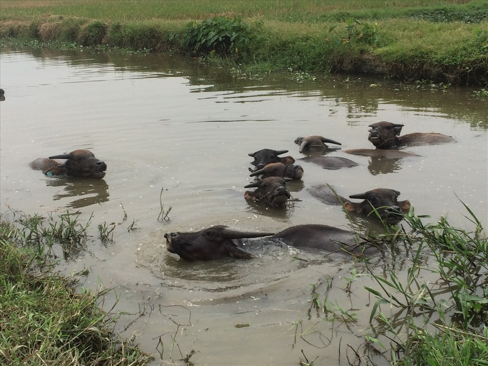 Lời%20kể%20xót%20xa%20của%20chủ%20trâu%20bị%20cắt%20gân%20tại%20Hải%20Dương