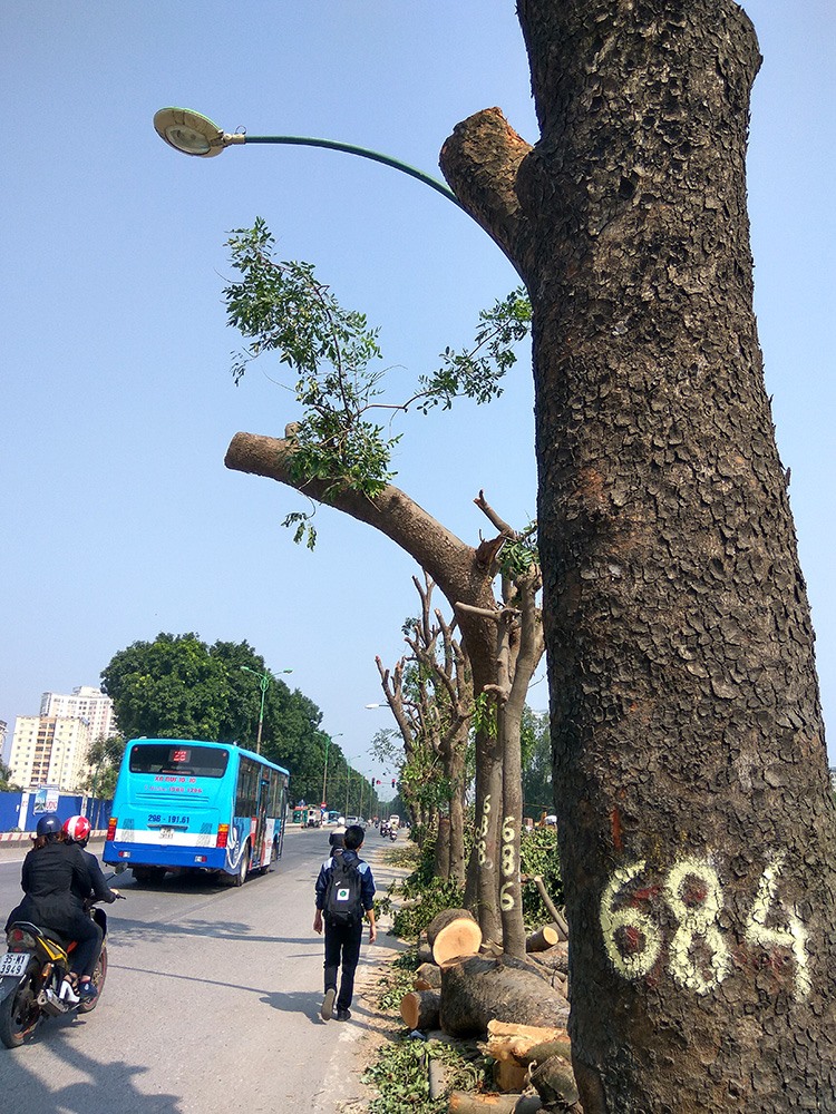 Hình hành hàng loạt cây xanh trơ trui lá, chờ được chuyển đi trên đường Phạm Văn Đồng đã khiến nhiều người dân không khỏi nuối tiếc