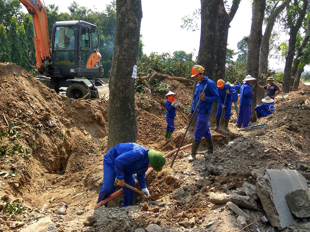 Các công nhân tiến hành đào gốc cây, những cây khỏe mạnh sẽ được di dời
