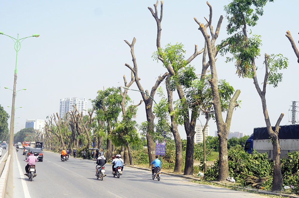 Những cây xanh trơ trụi lá trên đường Phạm Văn Đồng