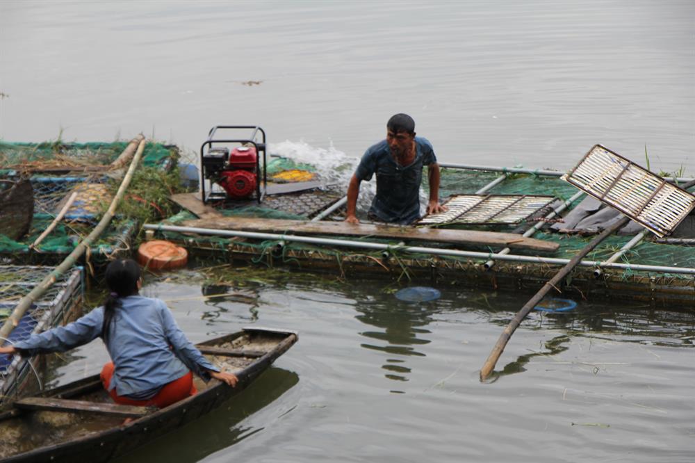 Cá nuôi lồng trên sông Bồ có hiện tượng nổi lờ đờ trên mặt nước, khiến người dân lao đao. Ảnh: NĐT