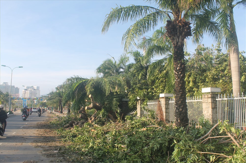 Một cây xà cừ lớn trong trụ sở UBND tỉnh Khánh Hòa bị gãy đổ.