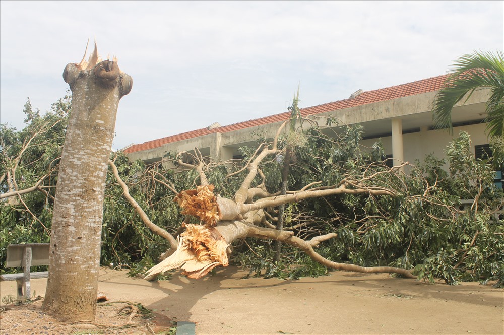 Toàn bộ cây xanh ở trường tiểu học Diên Bình bị gãy đổ. Ảnh: Nhiệt Băng