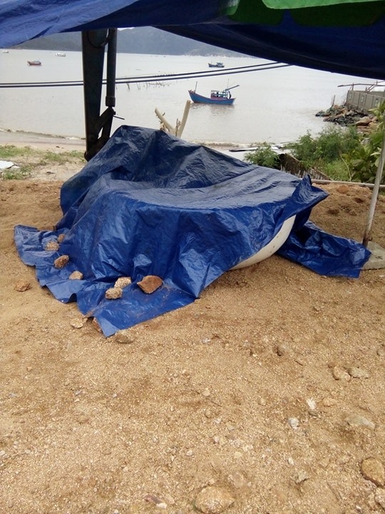 Nhiều thi thể được đưa vào bờ biển Ninh Hòa sau bão số 12. Ảnh: N.Kim