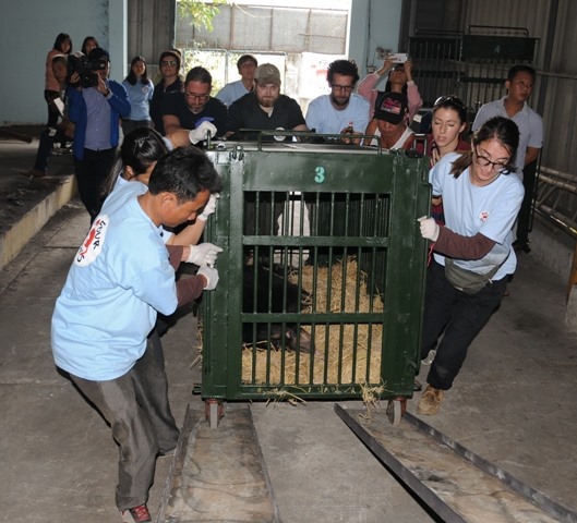 Lực lượng chức năng tiến hành giải cứu 2 cá thể gấu tại một hộ gia đình thuộc phường Ninh Phong, Tp.Ninh Bình. Ảnh: NT