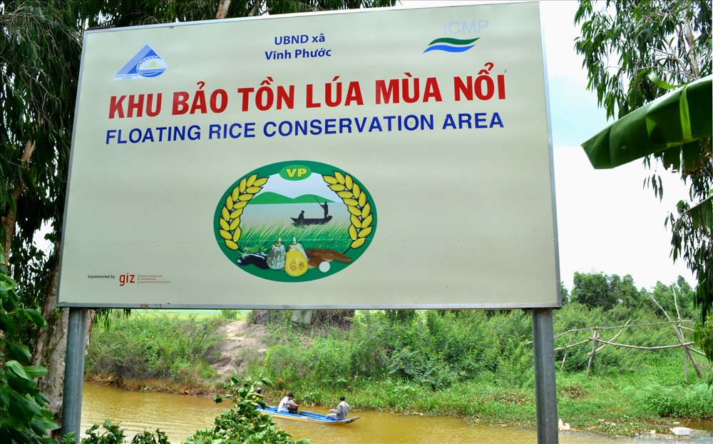 Vùng bảo tồn lúa mùa nổi của An Giang ở huyện Tri Tôn.