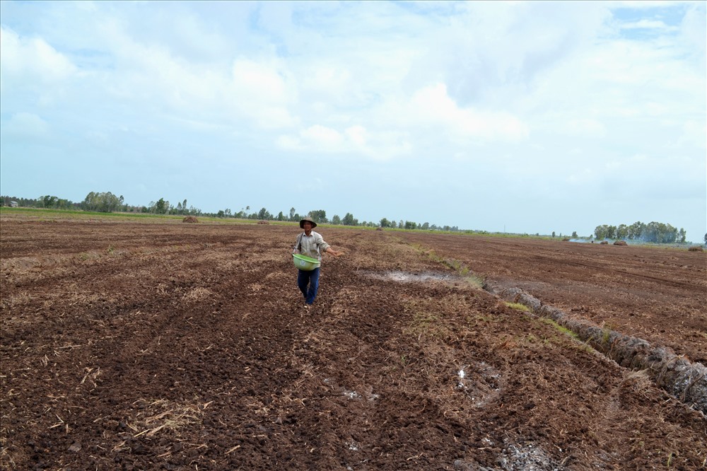 Từ đầu tháng 5, nông dân cày đất rồi sạ thẳng hạt lúa xuống mặt ruộng khô thế này cho cây lúa tự đâm chồi, bén rể.
