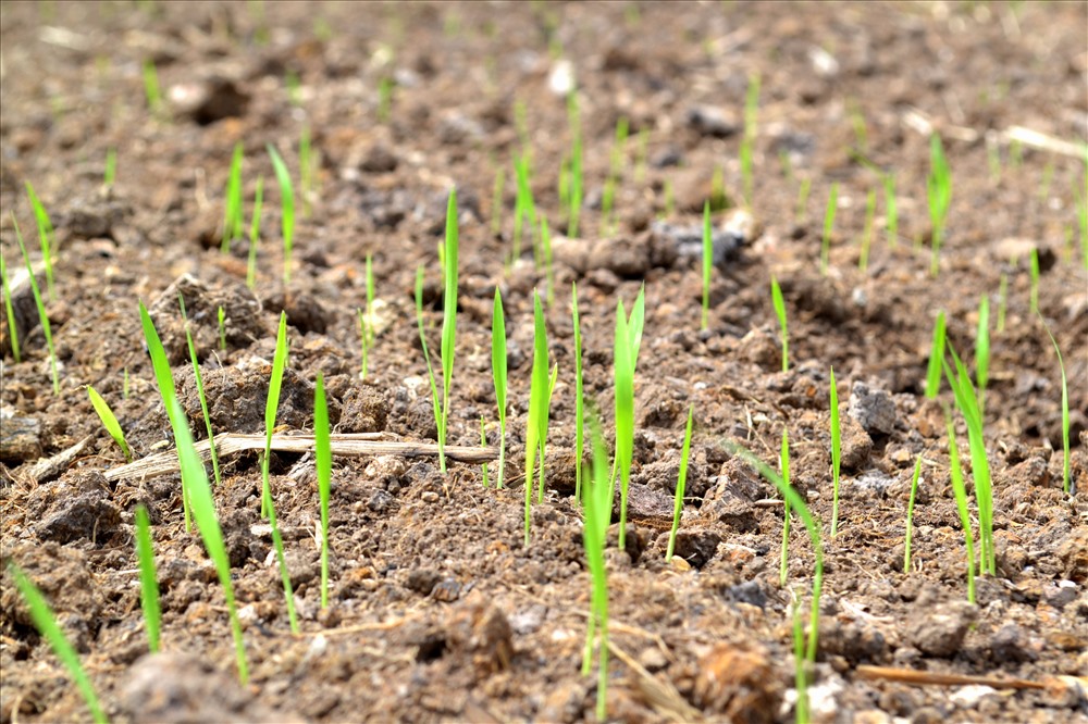 Khi những hạt mua đầu mùa bắt đầu, cũng chính là lúc những hạt lúa giống vùi mình trong đất nẩy mầm, vươn xanh..
