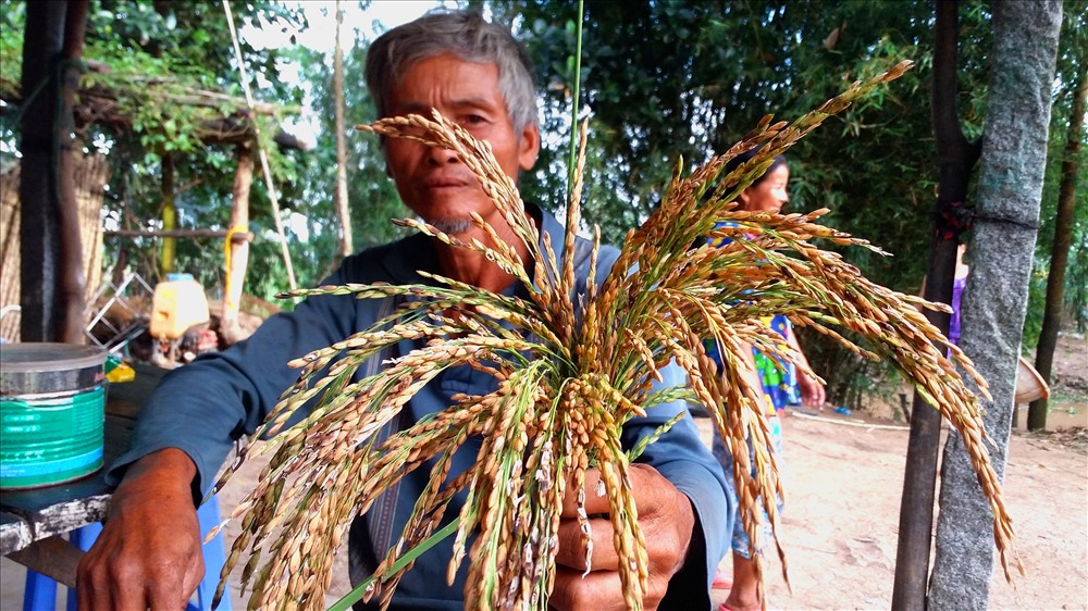 Cận cảnh bông lúa mùa nổi.