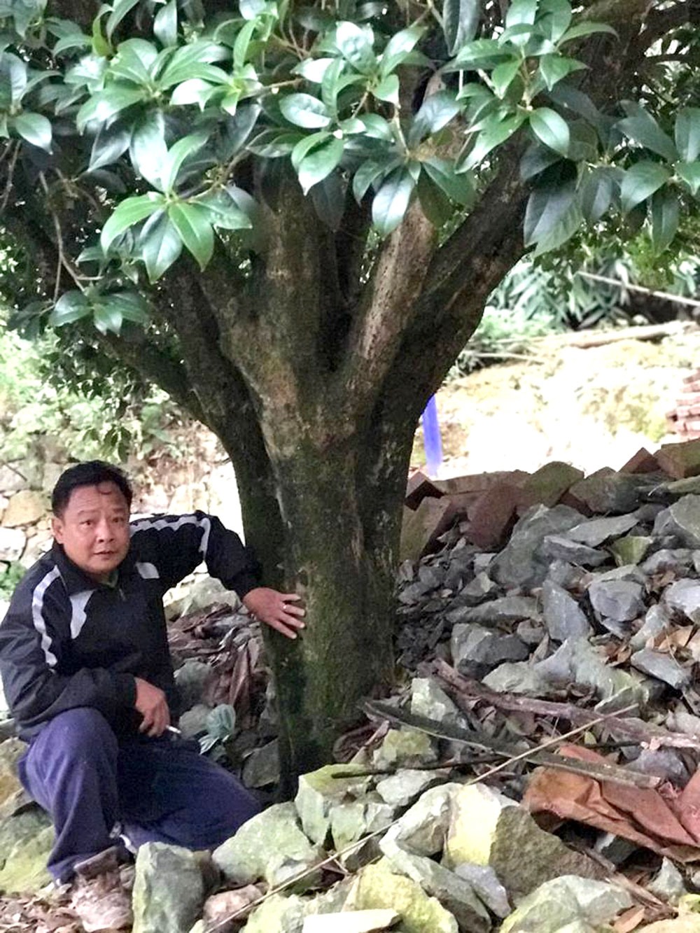 Ông Minh chi tới gần 4,5 tỷ để mua 4 cây mộc hương cổ thụ về trồng trong vườn nhà