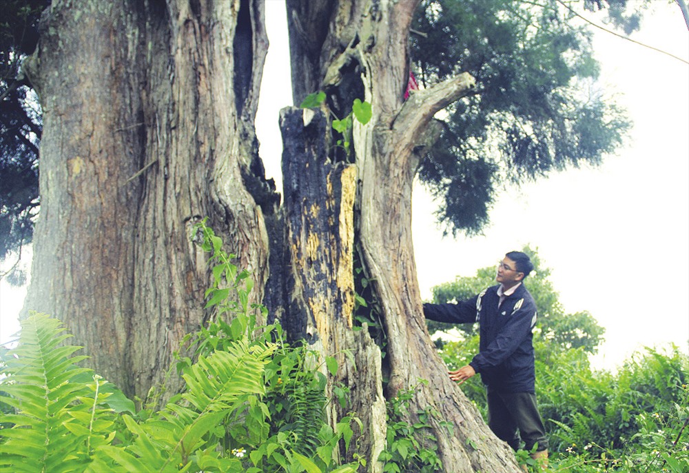 Một cây thủy tùng 4 người ôm không xuể tại huyện Krông Năng. Ảnh: H.L
