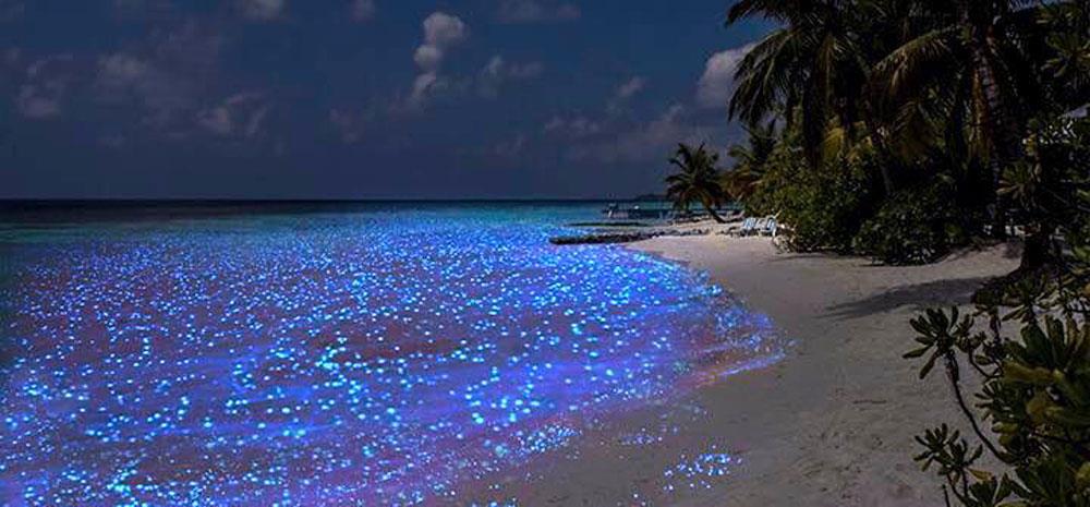 Đẹp Mê Hồn Bãi Biển Phát Sáng Như Xứ Sở Thần Tiên Ở Maldives