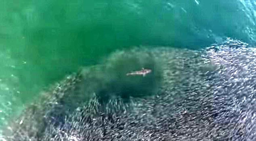 Đàn cá cố gắng né những kẻ săn mồi to lớn và đáng sợ. Nhưng những con cá mập điên cuồng quả là đáng sợ!