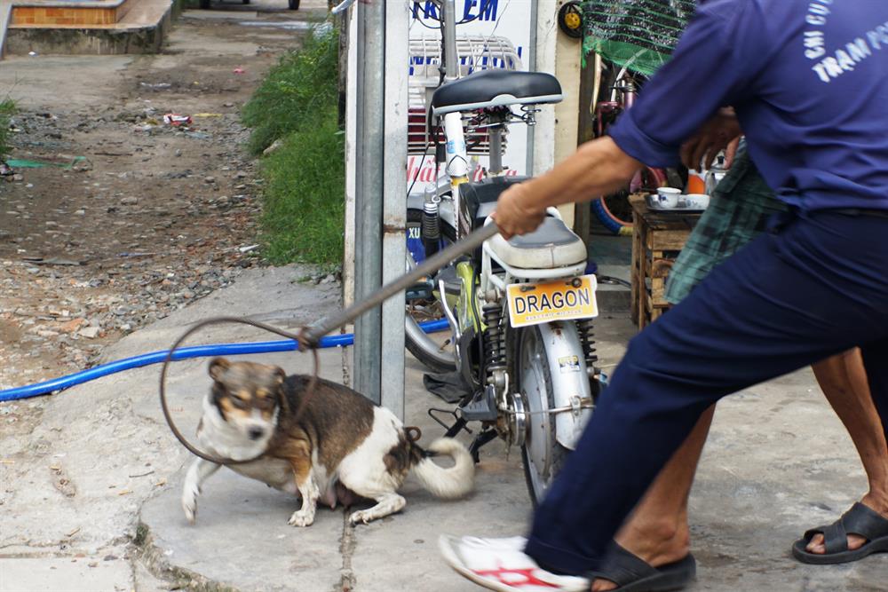 Tại đường số 6, một con chó trắng, vằn xám thả rông , không đeo rọ mõm bị nhân viên đội săn bắt chó dùng móc dây thòng lọng bắt.