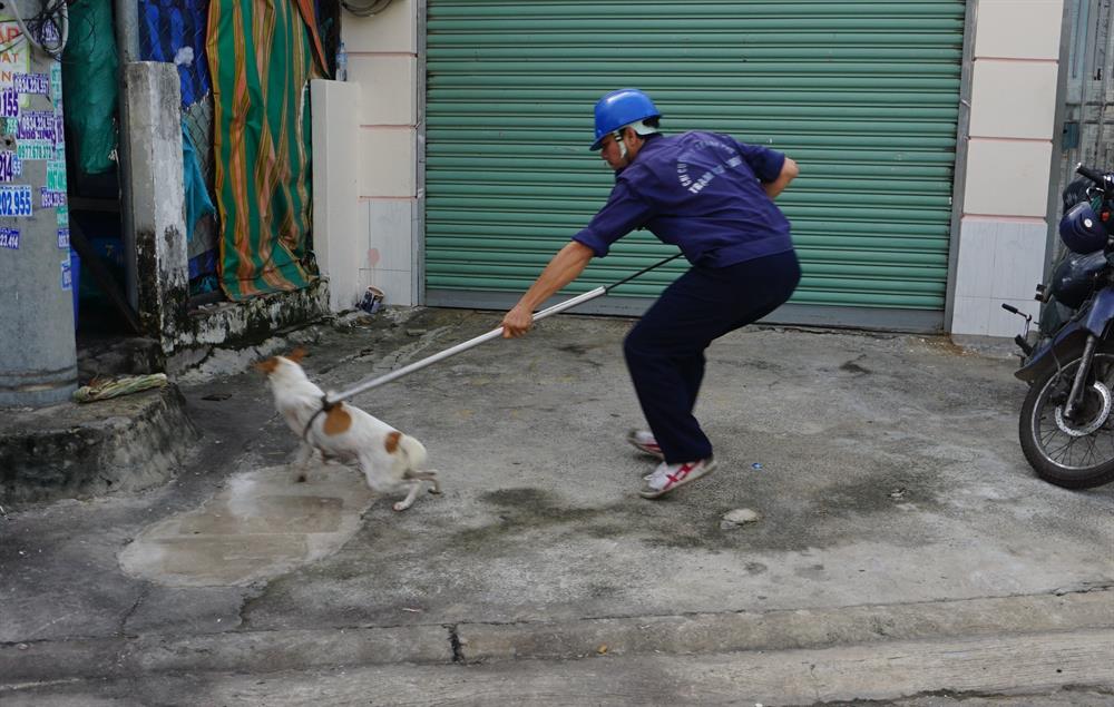 Sau đó vài phút, tại đường số 10 (P.Linh Xuân), một chú chó màu trắng, vằn vàng chạy rông trên đường bị một thành viên trong đội bắt chó dùng gậy thòng lọng bắt gọn.’