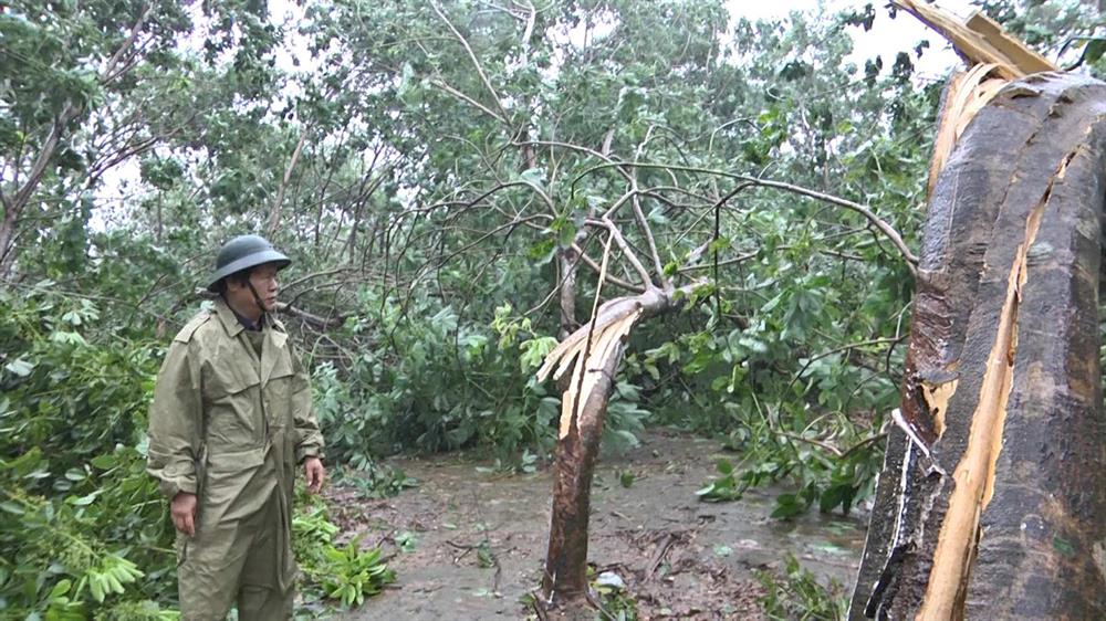 Hàng trăm hécta cây caosu bị gãy đổ ở huyện Vĩnh Linh (Quảng Trị). Ảnh: Hưng Thơ
