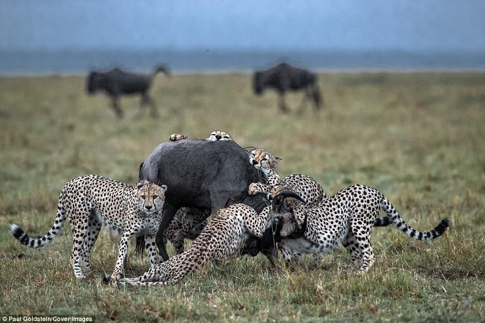 Đàn sư tử gồm 5 con cùng hợp sức tấn công con linh dương đầu bò.
