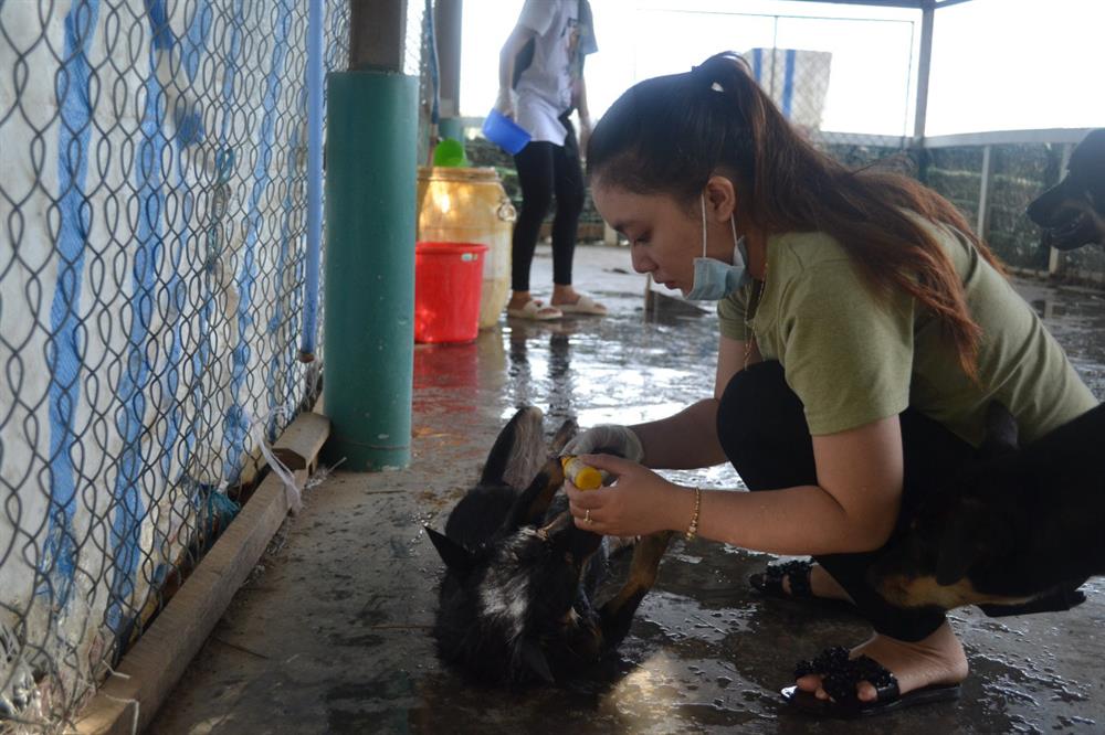 Thăm khám, chăm sóc những vết thương cho từng con chó.