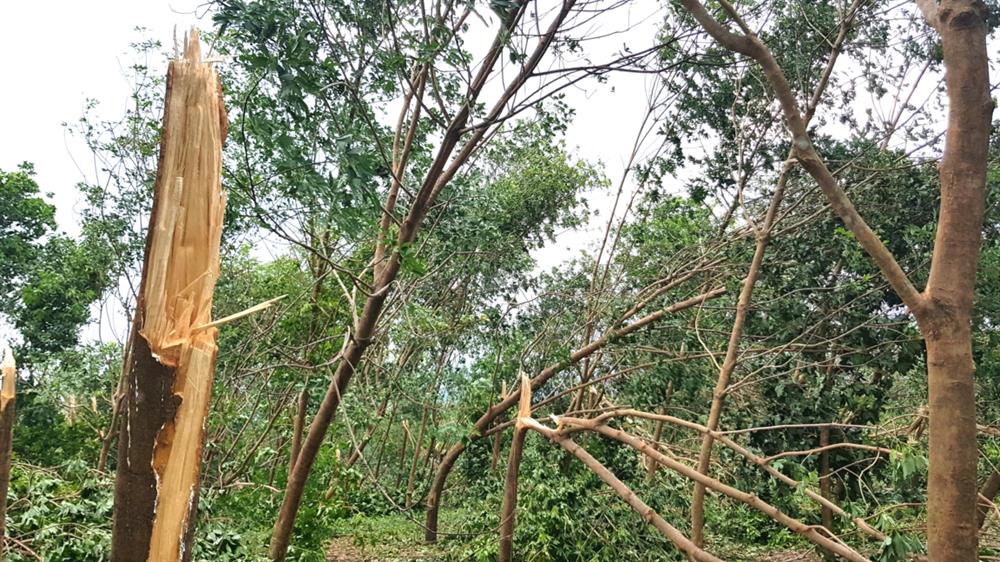 Một số cây cao su “thoát nạn” trong cơn bão năm 2013 nhưng đã bị bẻ gãy bởi cơn bão số 10. Ảnh: Lê Phi Long