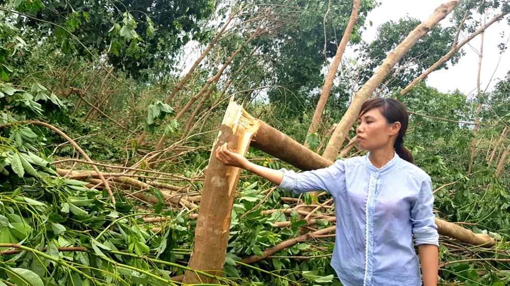 Chị Nguyễn Thị Bông - CN Đội Quyết Tiến - nói mà như muốn khóc “bão đã xóa tan mọi nỗ lực và sự hy vọng“. Ảnh: Lê Phi Long 