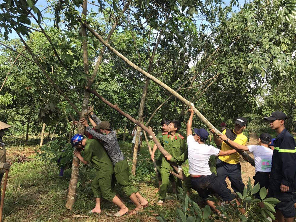 Caosu bị gãy đổ được kéo lại. Ảnh: TN.