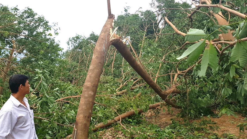 Người dân và doanh nghiệp trồng caosu khóc ròng vì 6610 ha cây caosu bị gãy đổ. Ảnh: Lê Phi Long