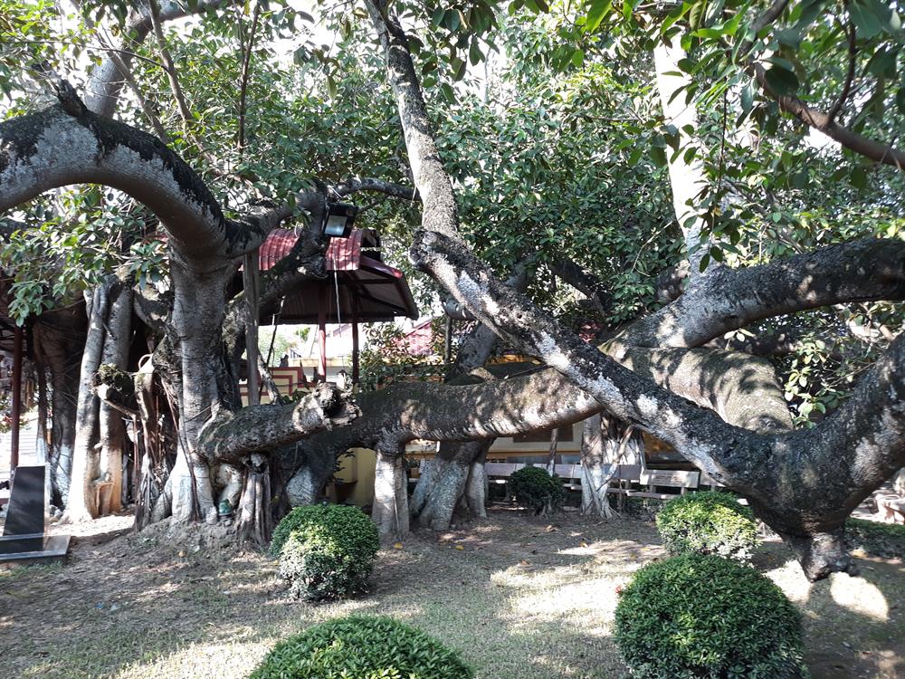 Cây đa cổ thụ: Chiêm ngưỡng vẻ đẹp kỳ vĩ của cây đa cổ thụ, một trong những cây cổ thụ lâu đời nhất Việt Nam. Với hình dáng độc đáo và khả năng sống lâu đời, cây đa cổ thụ là điểm đến thú vị cho những ai yêu thích thiên nhiên và sự bền vững.